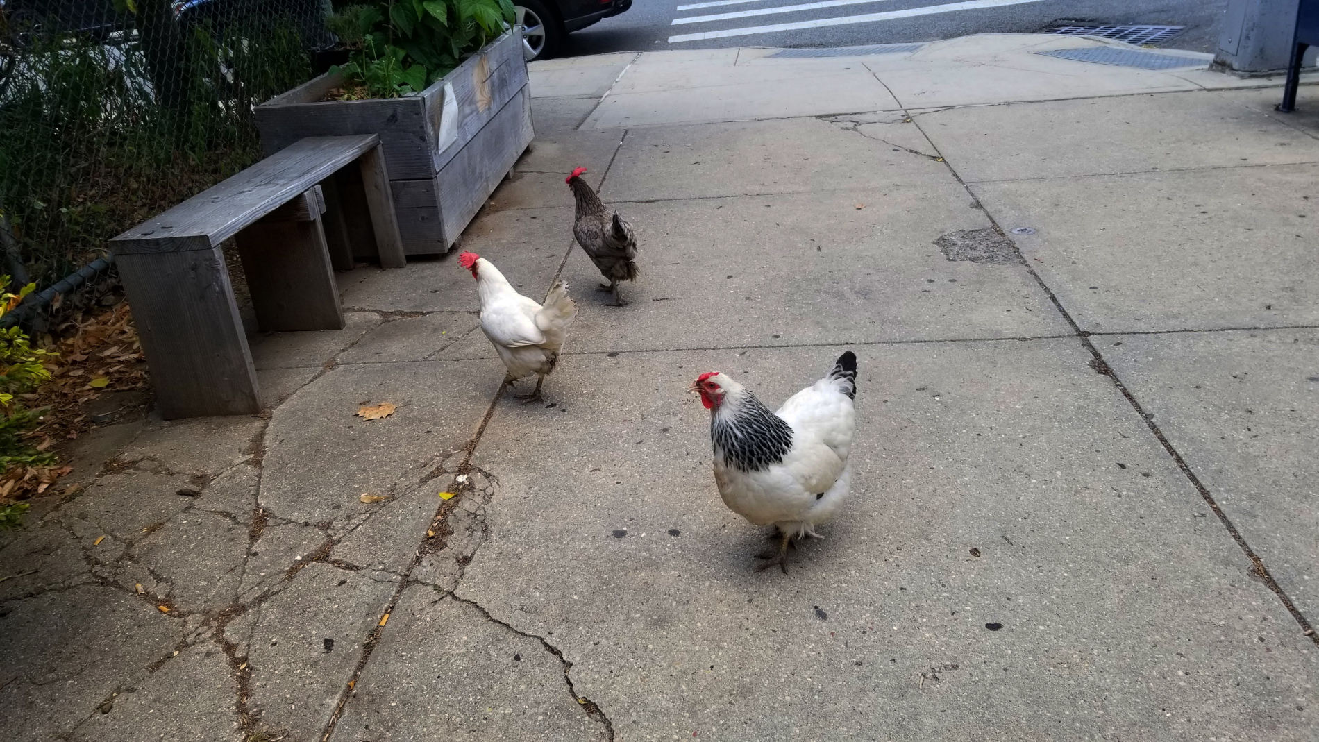 Newkirk Community Garden