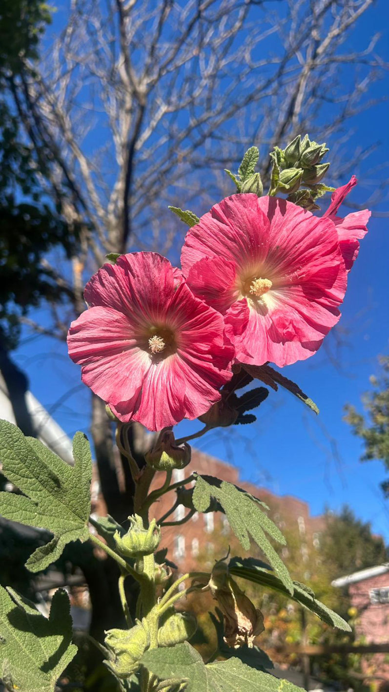 Newkirk Community Garden
