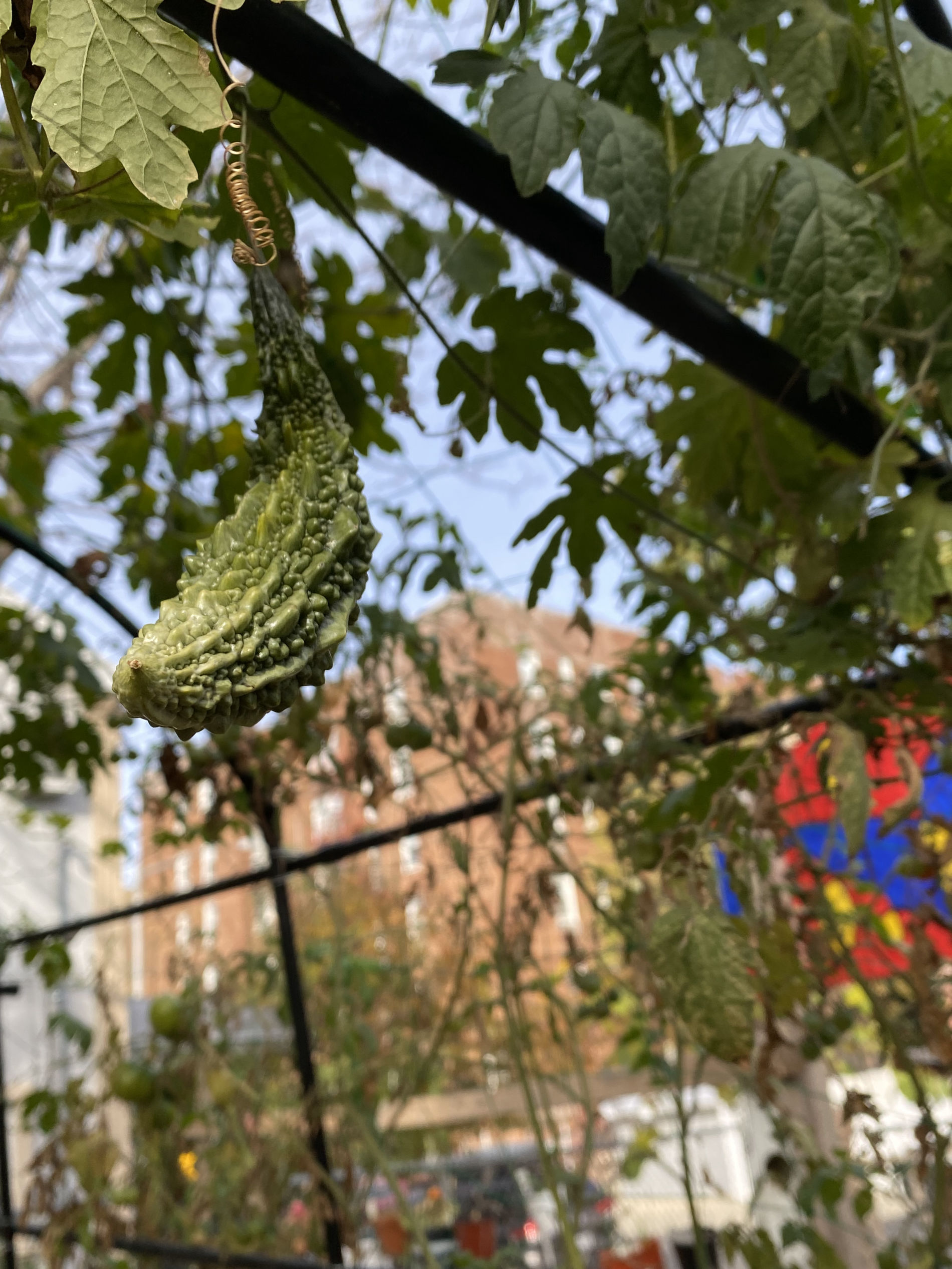 Newkirk Community Garden