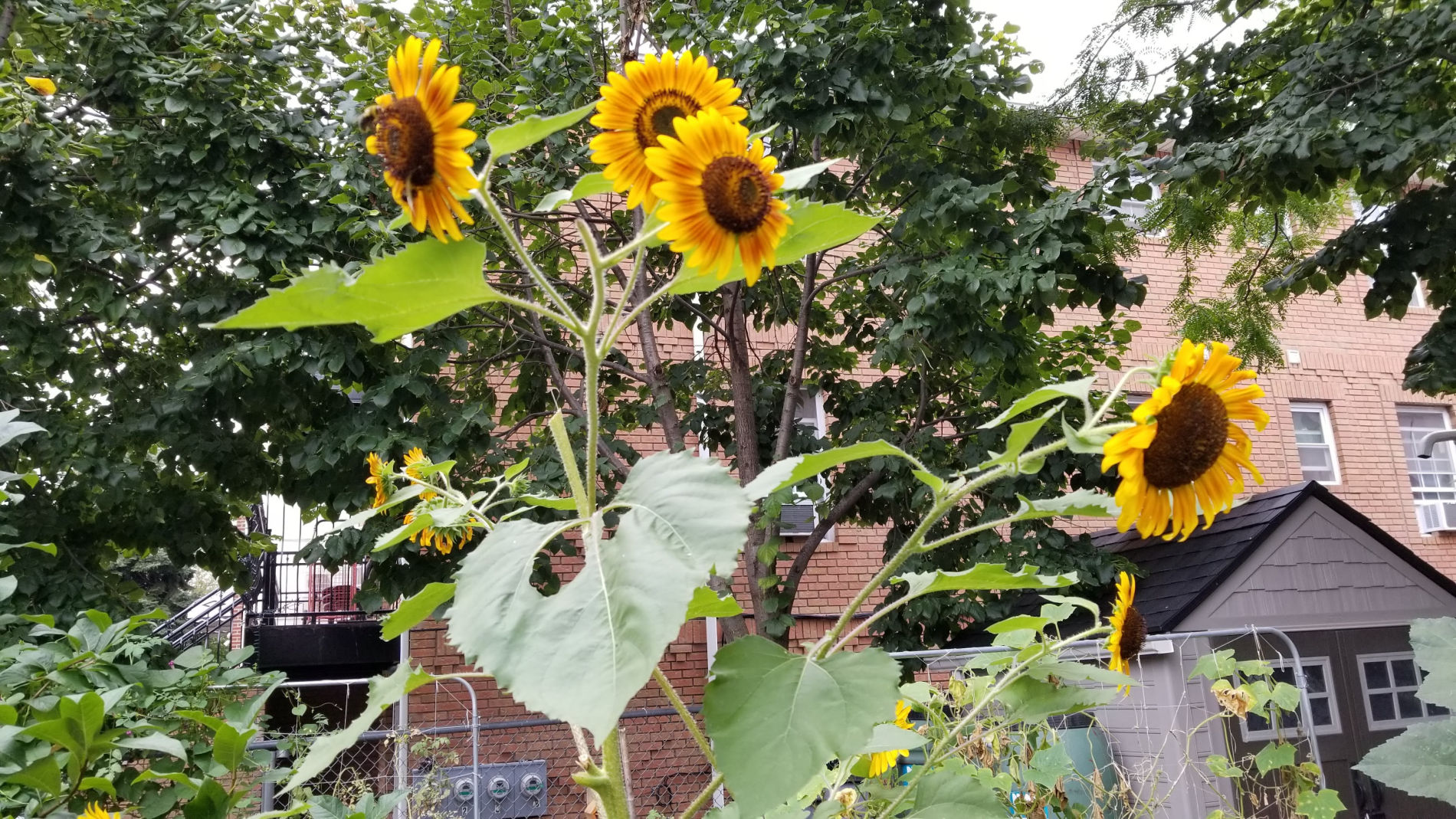 Sunflowers blooming high above the garden.
